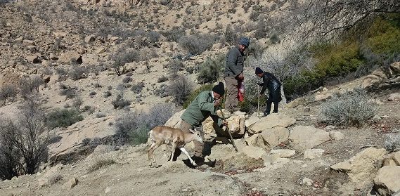 14-طرح ملی جنگلانه در سروستان ادامه دارد